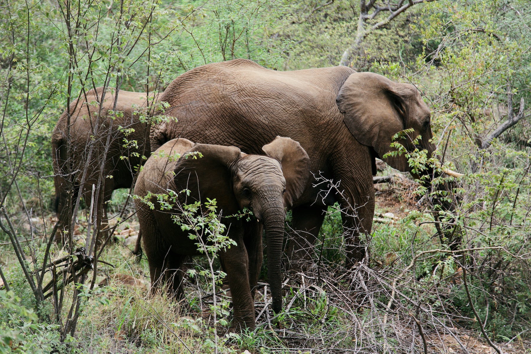 Naledi lodges, safari lodges, elephant cubs, elephant south africa, south africa safari trips, best south africa safari lodges, south africa safari tours, balule kruger park, balule game reserve, Naledi bush camp,