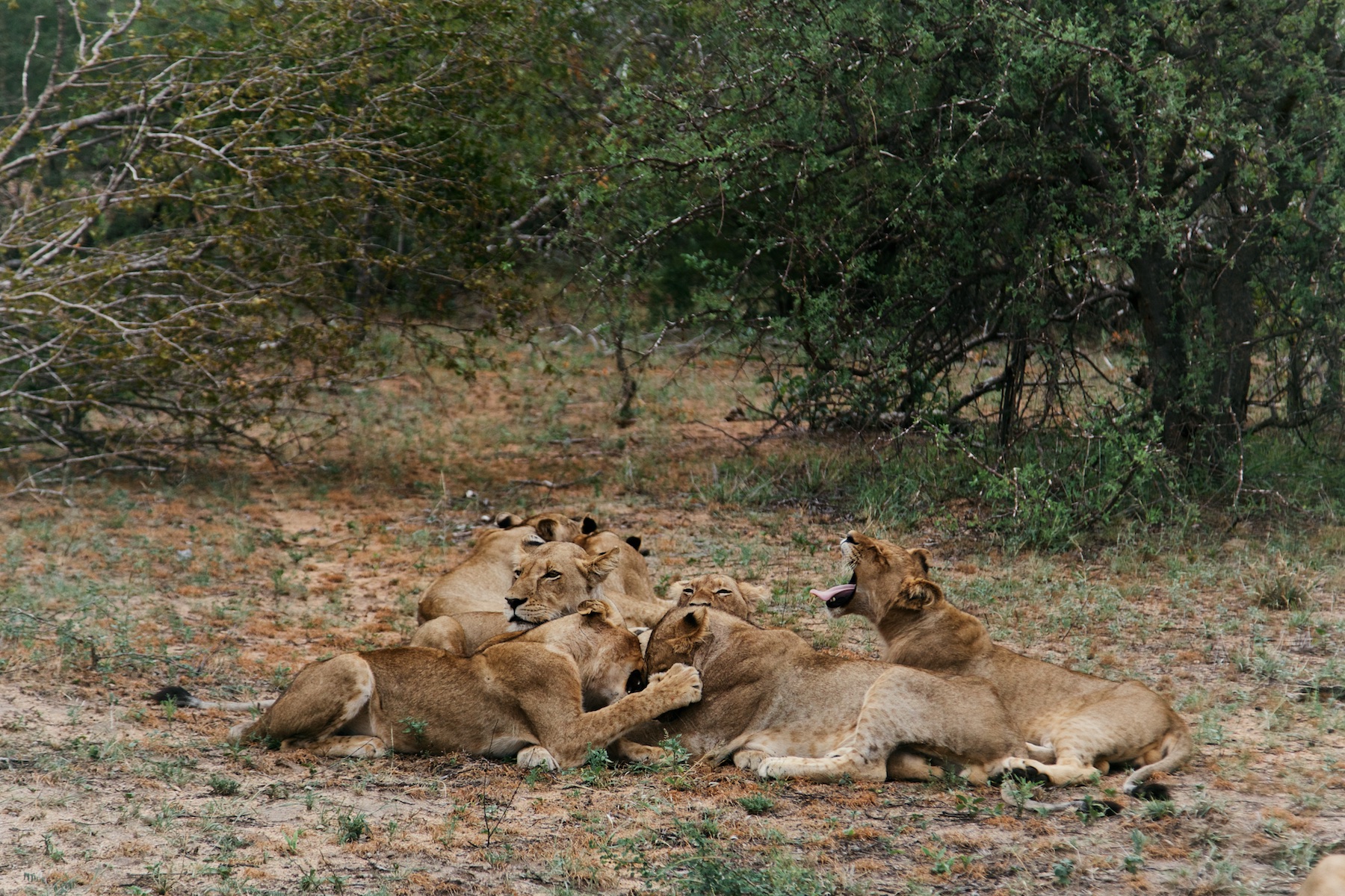 Naledi Bushcamp private game lodge, luxury safari south africa, best south africa safari lodges, balule private game reserve, greater kruger national park